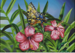 (image for) Monarch on Hibiscus
